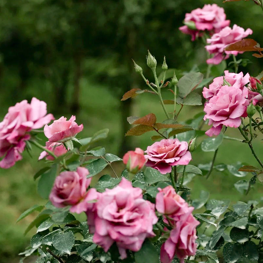 Drape Japanese Florist Shrub Rose