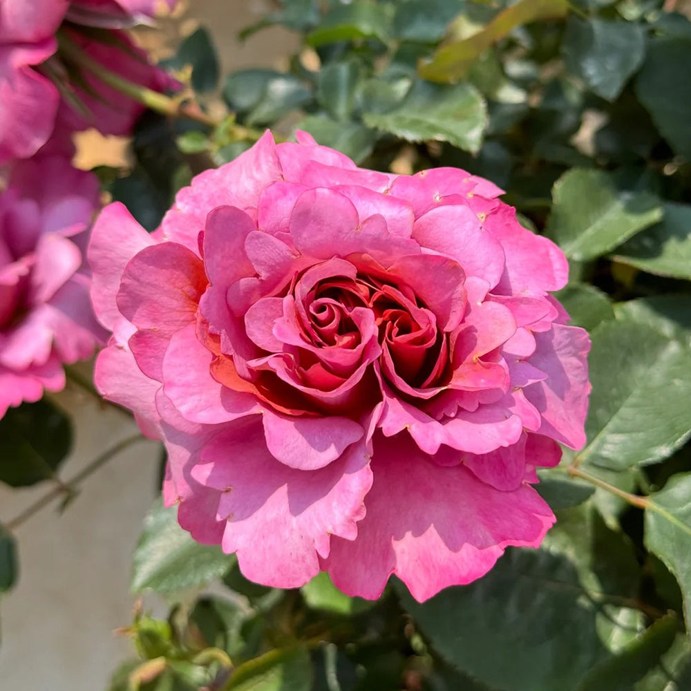 Drape Japanese Florist Shrub Rose