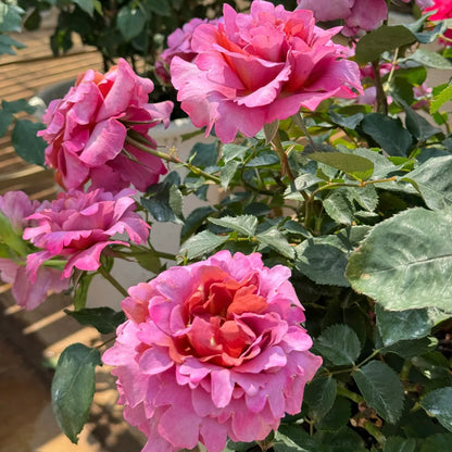 Drape Japanese Florist Shrub Rose