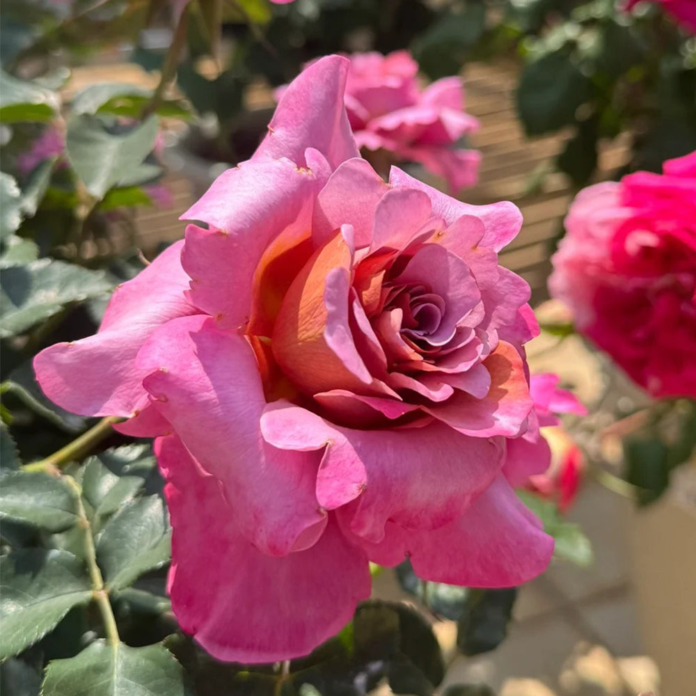 Drape Japanese Florist Shrub Rose