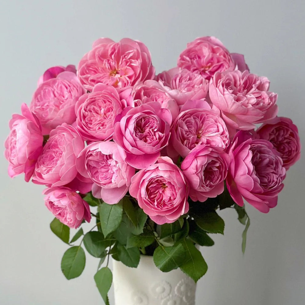 Hiroshi Ogawa – Highgarden Roses