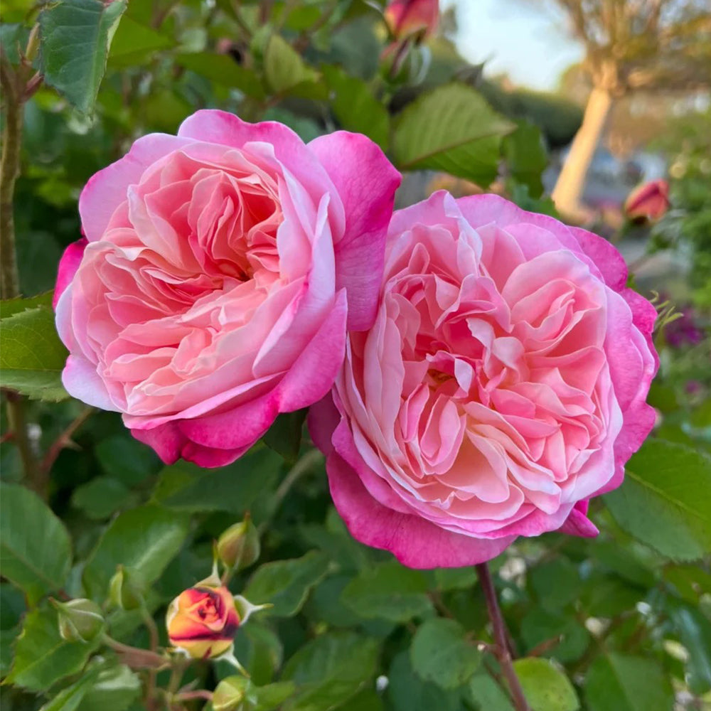 高木里代子/Rose Dream Dream Light Japanese Florist Shrub Rose For Sale