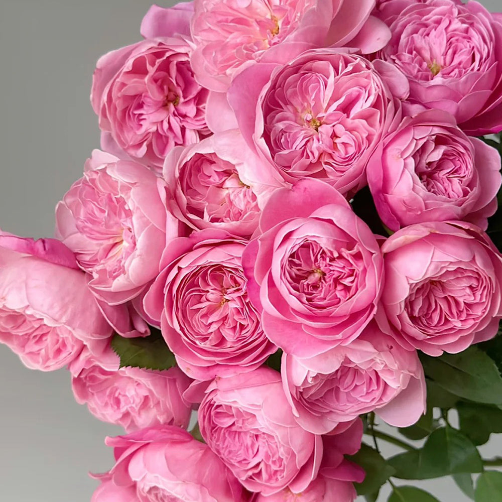 Hiroshi Ogawa – Highgarden Roses