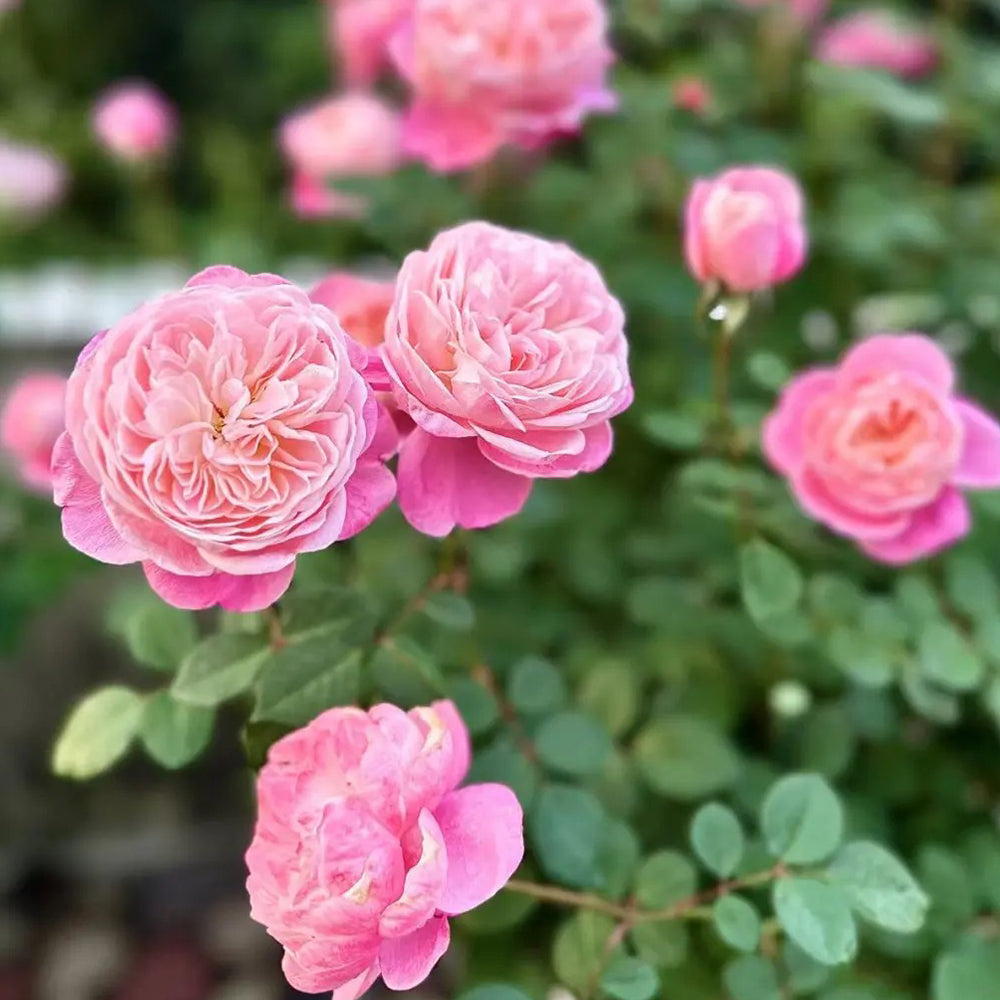 Dream Light Japanese Florist Shrub Rose For Sale