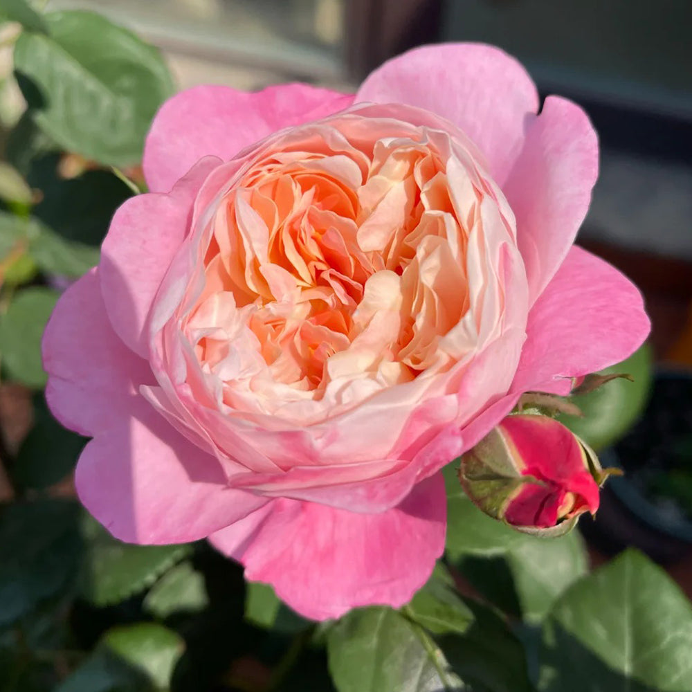 古箏（rose rosaさん専用） Dream Light Japanese Florist Shrub Rose For Sale