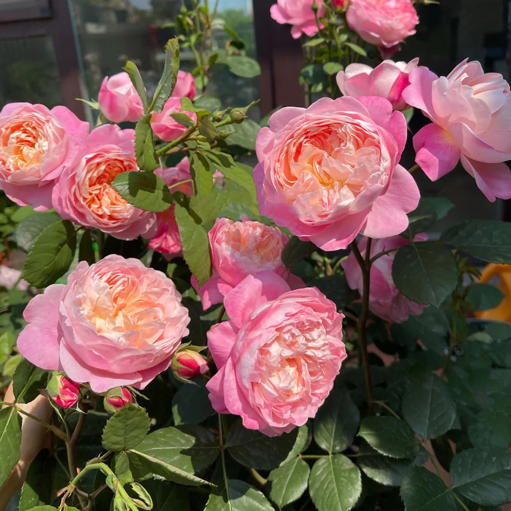 Dream Light Japanese Florist Shrub Rose For Sale