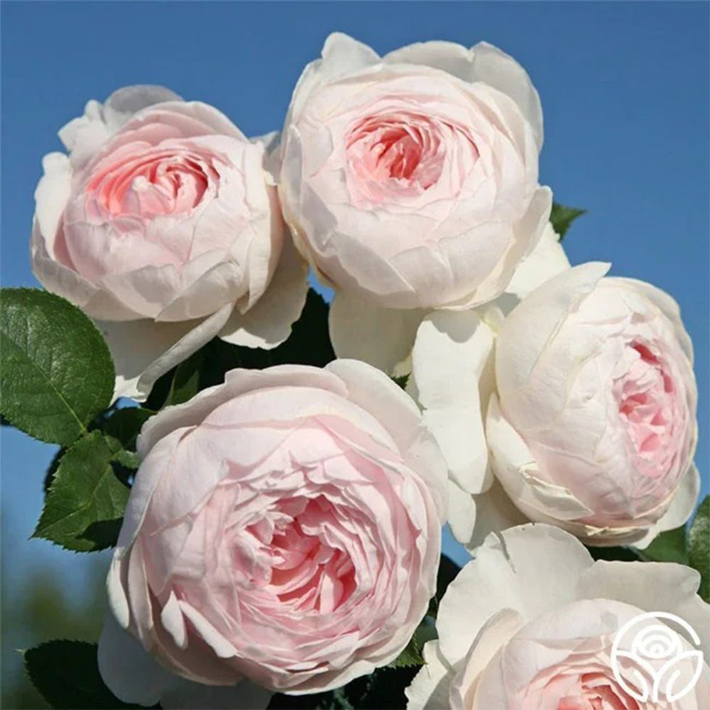 Earth Angel German Florist Shrub Rose