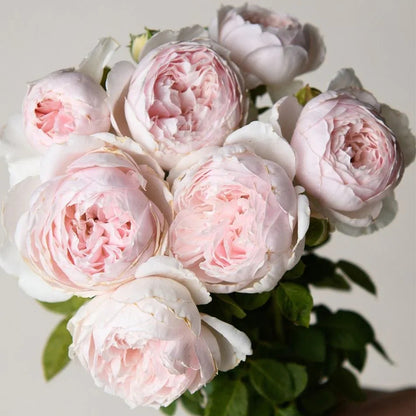 Earth Angel German Florist Shrub Rose