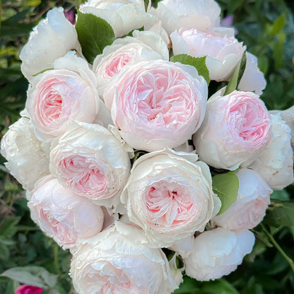 Earth Angel German Florist Shrub Rose