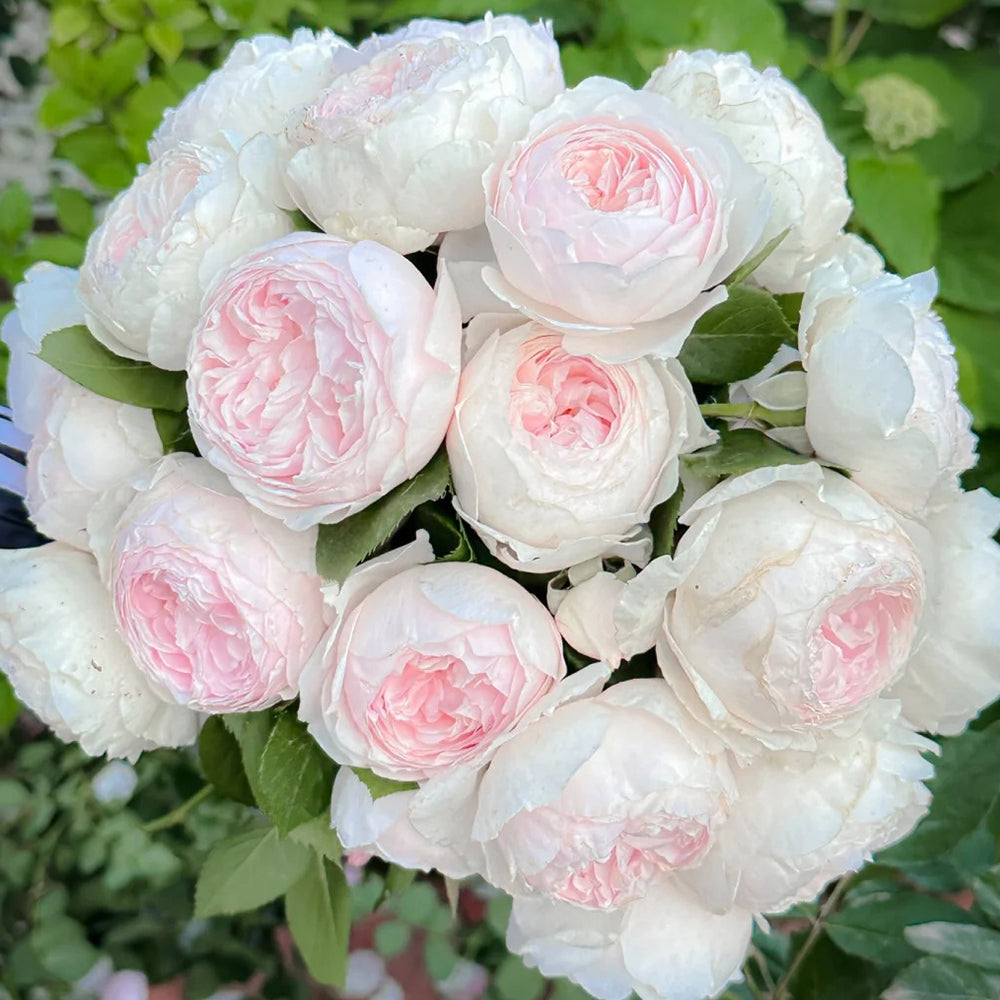 Earth Angel German Florist Shrub Rose