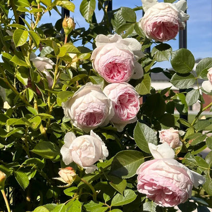 Earth Angel German Florist Shrub Rose