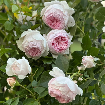 Earth Angel German Florist Shrub Rose