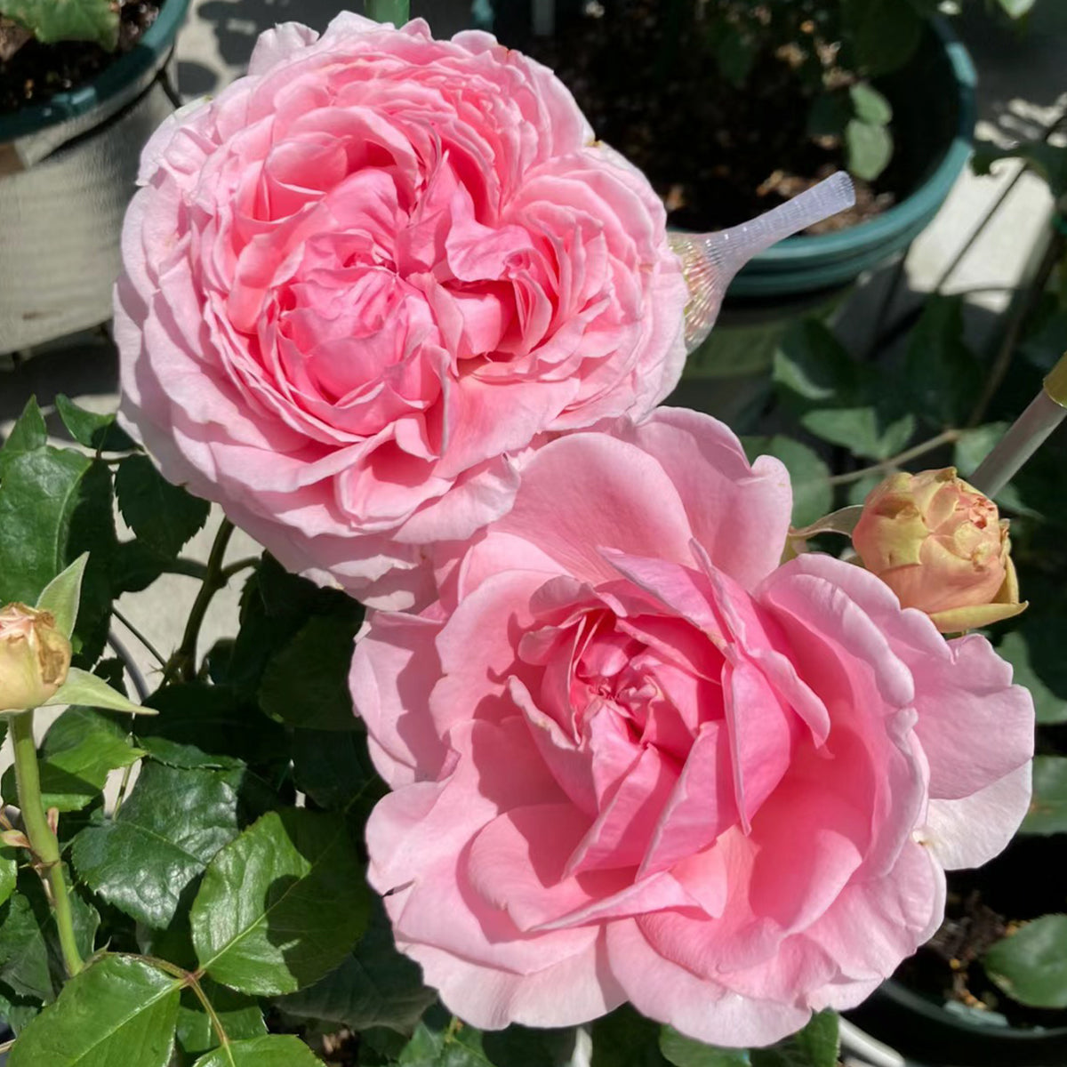Elegant Dress Japanese Florist Shrub Rose – Highgarden Roses