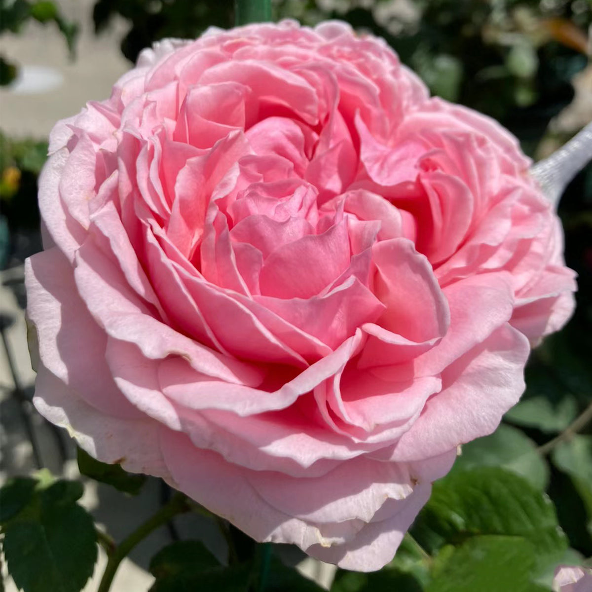 Elegant Dress Japanese Florist Shrub Rose – Highgarden Roses