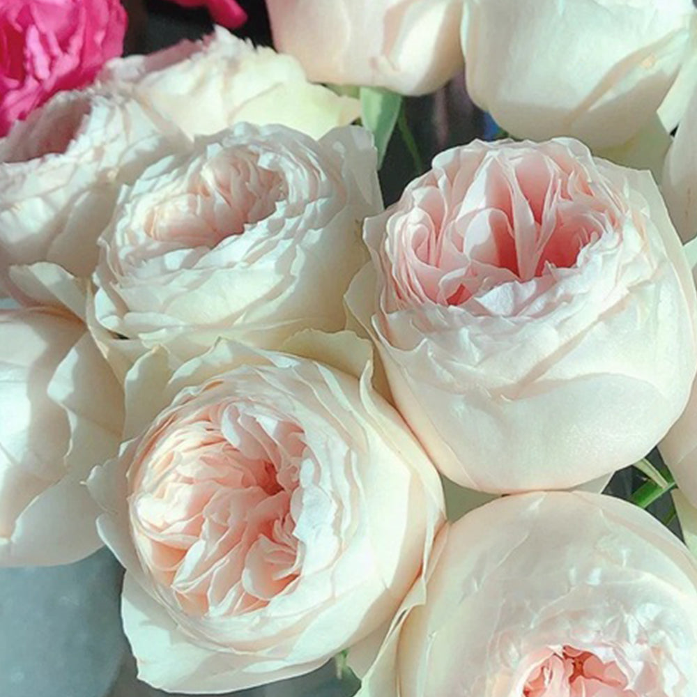 Emma Woodhouse Netherlands Florist Shrub Rose