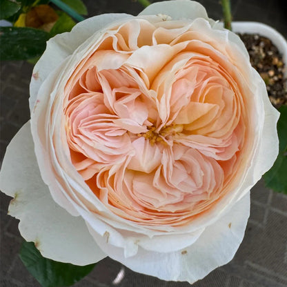 Emma Woodhouse Netherlands Florist Shrub Rose