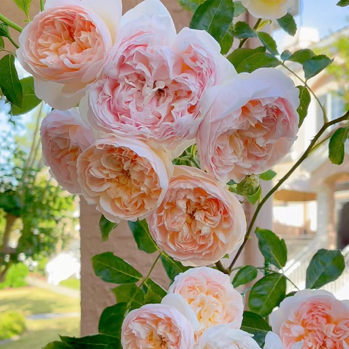 AUSsaucer Rose - English Garden Shrub Rose Bush Own Root
