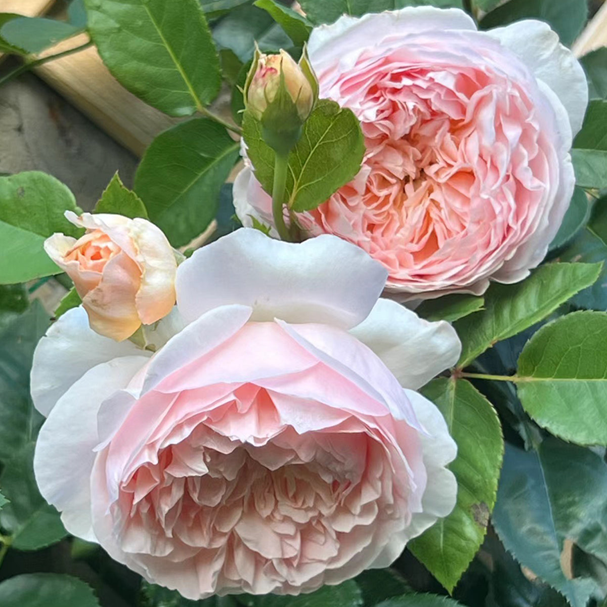 AUSsaucer Rose - English Garden Shrub Rose Bush Own Root