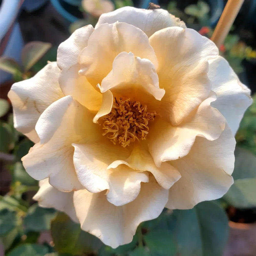 Eventail d'Or Japanese Florist Shrub Rose – Highgarden Roses