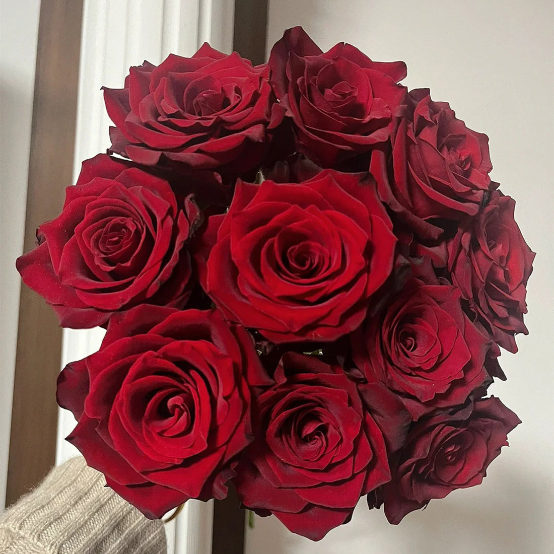 Explorer Netherlands Florist Shrub Rose