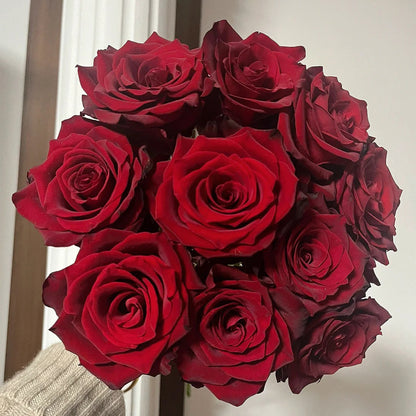 Explorer Netherlands Florist Shrub Rose