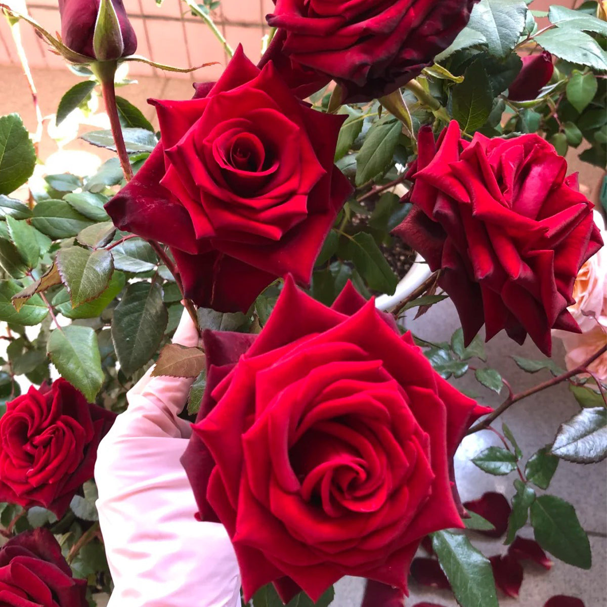 Explorer Netherlands Florist Shrub Rose