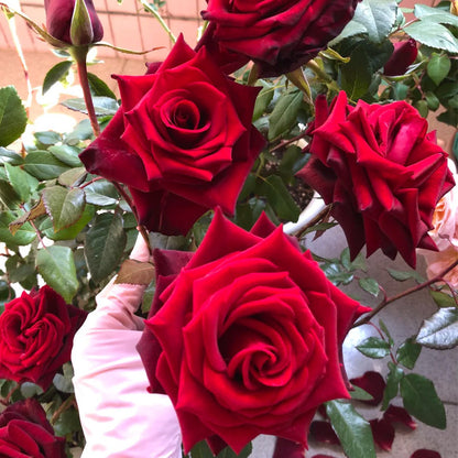 Explorer Netherlands Florist Shrub Rose