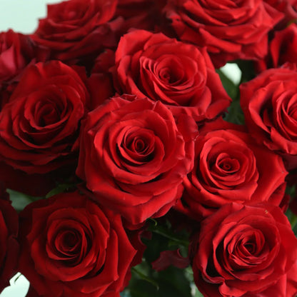 Explorer Netherlands Florist Shrub Rose