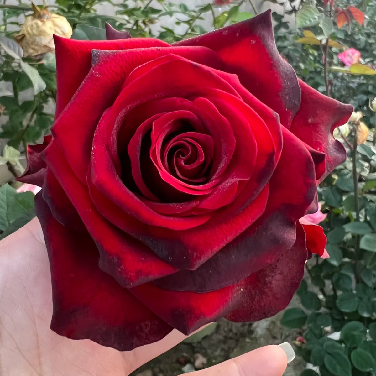Explorer Netherlands Florist Shrub Rose