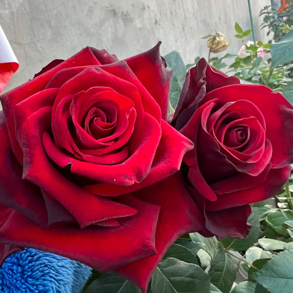 Explorer Netherlands Florist Shrub Rose