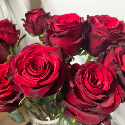 Explorer Netherlands Florist Shrub Rose