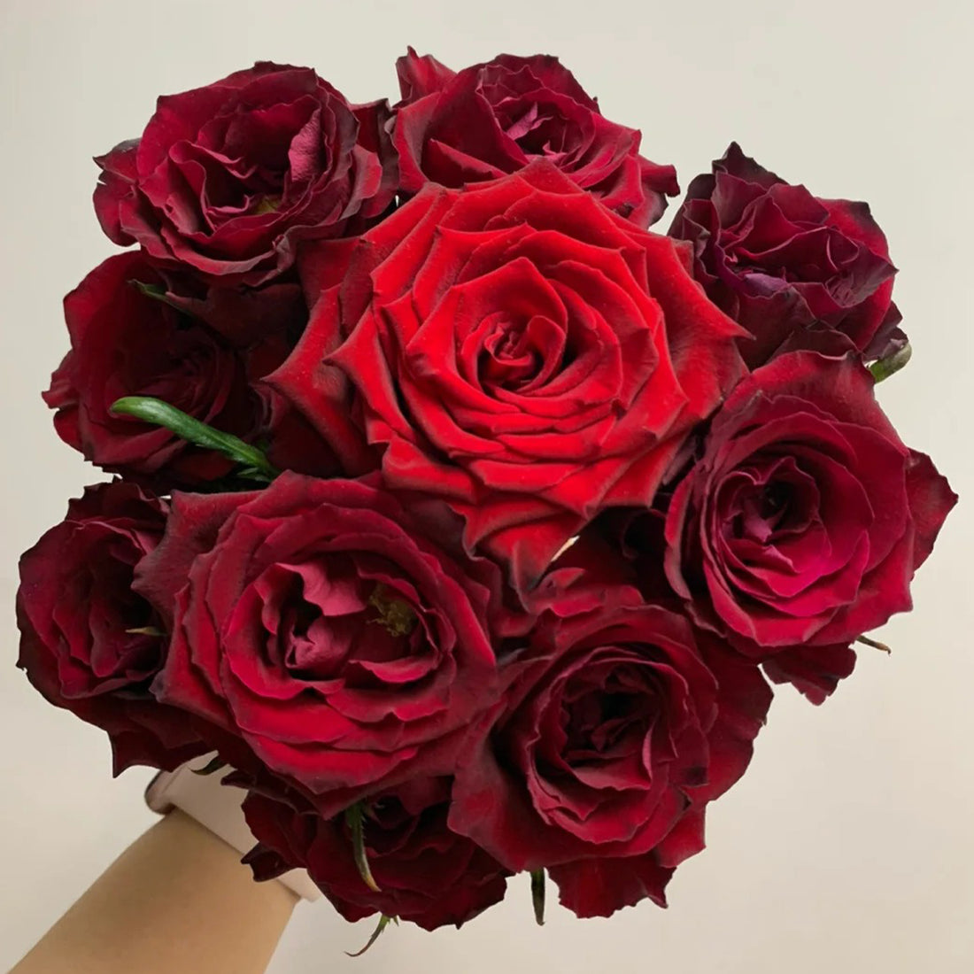 Explorer Netherlands Florist Shrub Rose