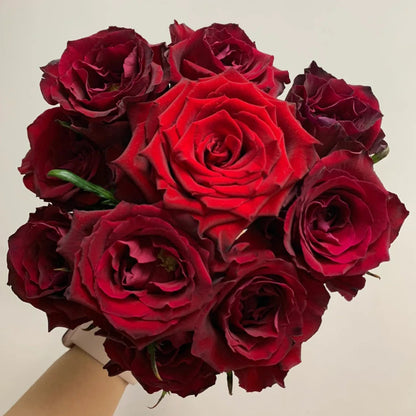 Explorer Netherlands Florist Shrub Rose
