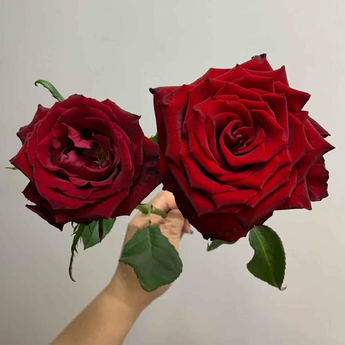 Explorer Netherlands Florist Shrub Rose