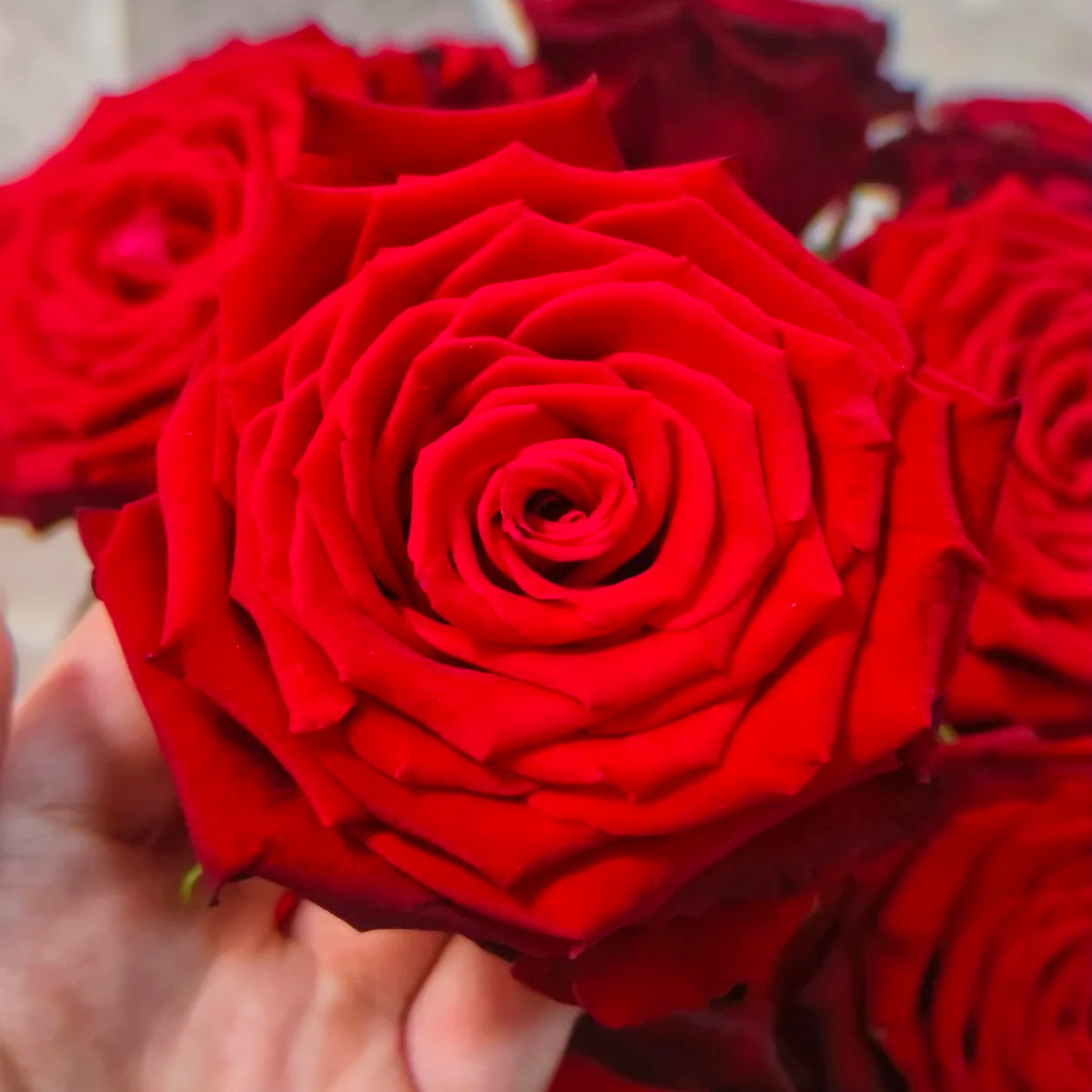 Explorer Netherlands Florist Shrub Rose