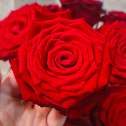 Explorer Netherlands Florist Shrub Rose