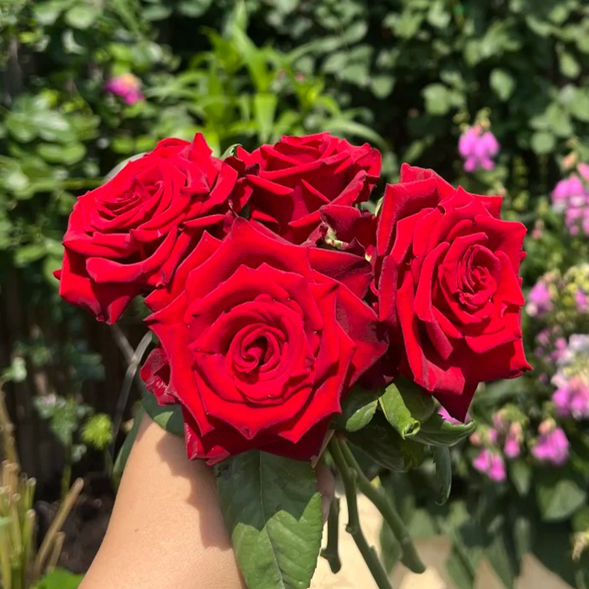 Explorer Netherlands Florist Shrub Rose