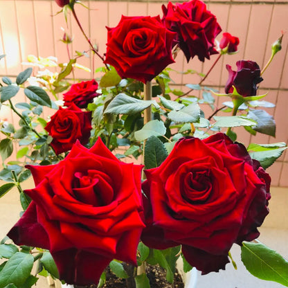 Explorer Netherlands Florist Shrub Rose