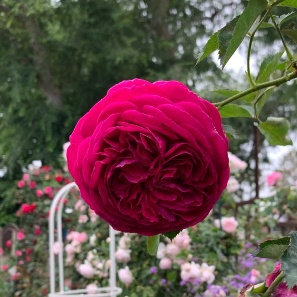 English Garden Shrub Rose AUSverse