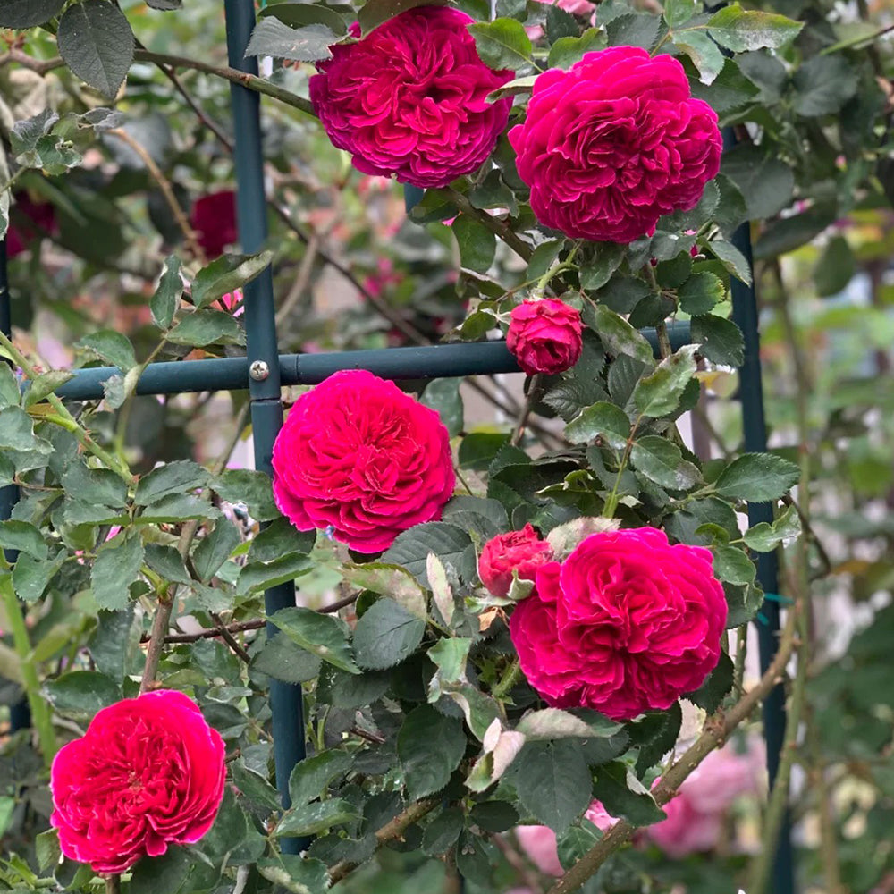 English Garden Shrub Rose AUSverse