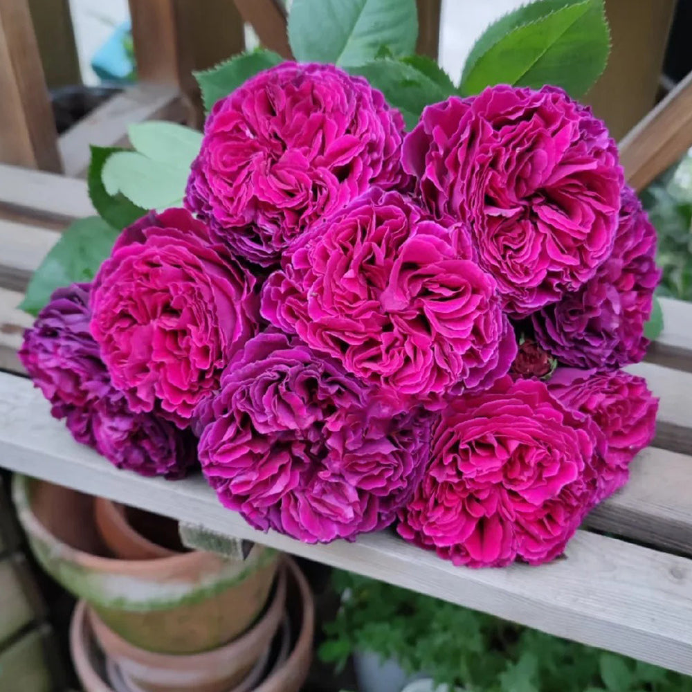 AUSverse Rose – English Garden Shrub Rose Own Root | Highgarden Roses