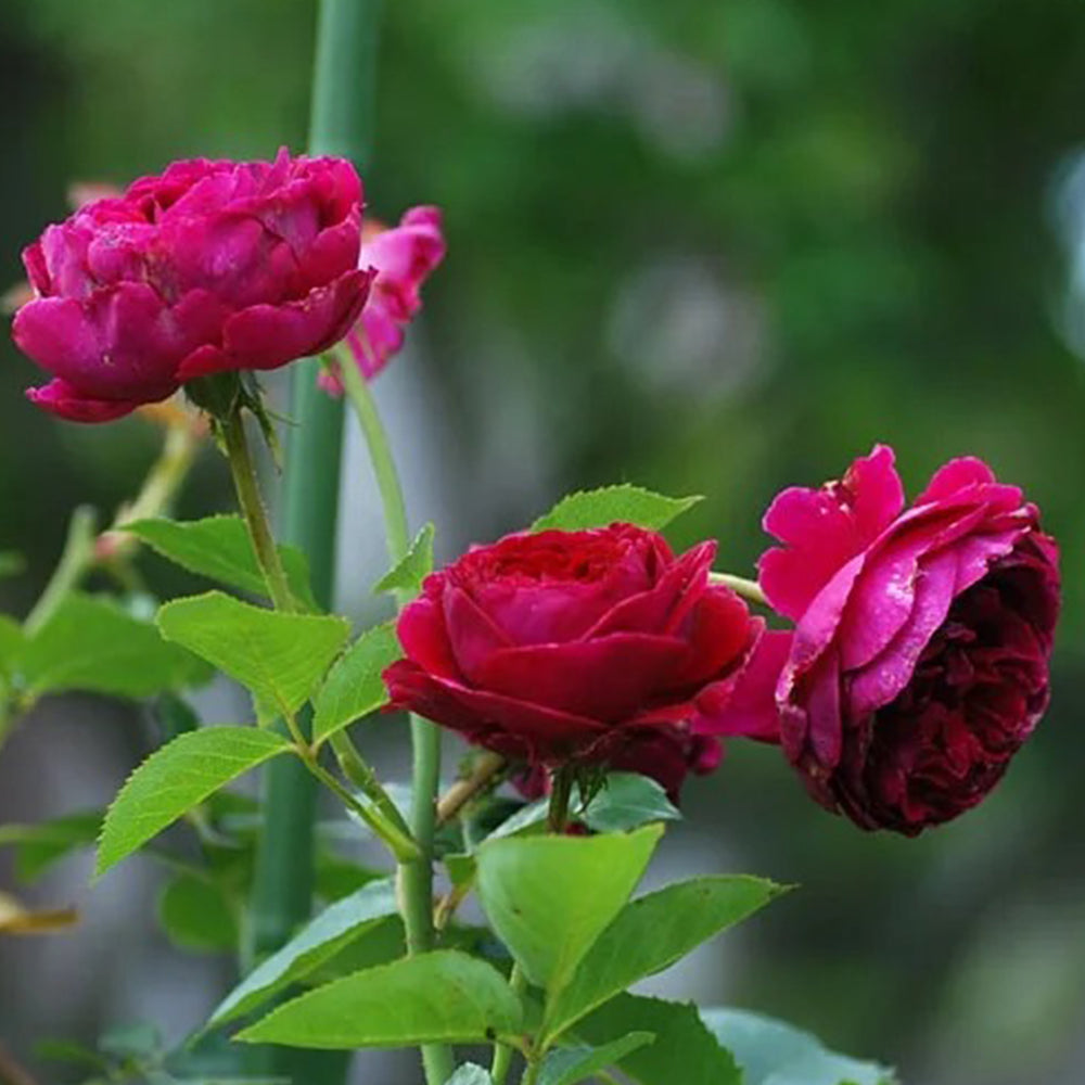 English Garden Shrub Rose AUSverse