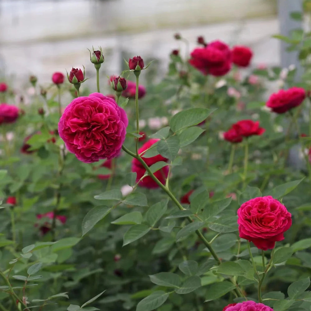 English Garden Shrub Rose AUSverse