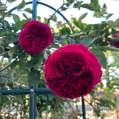 English Garden Shrub Rose AUSverse