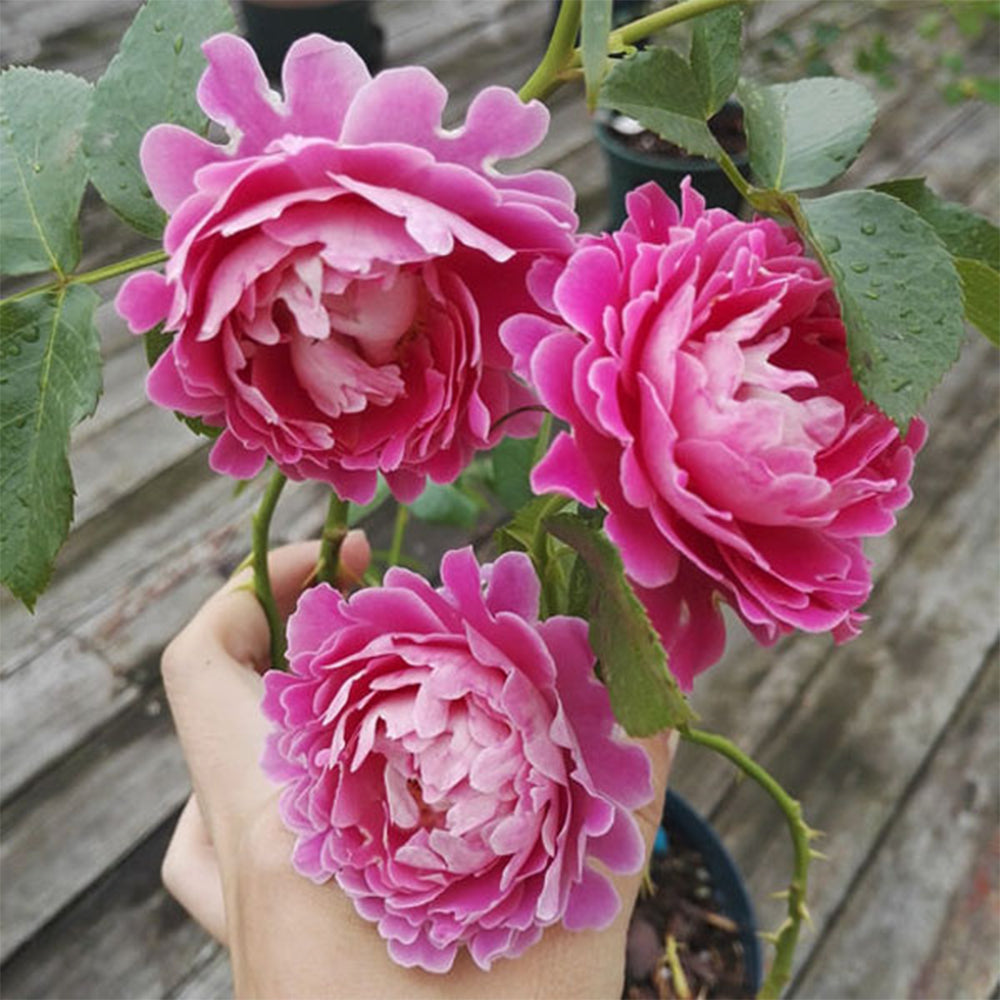 Fancy Ruffle Netherlands Florist Climbing Rose