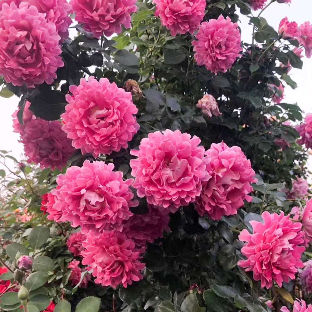 Fancy Ruffle Netherlands Florist Climbing Rose