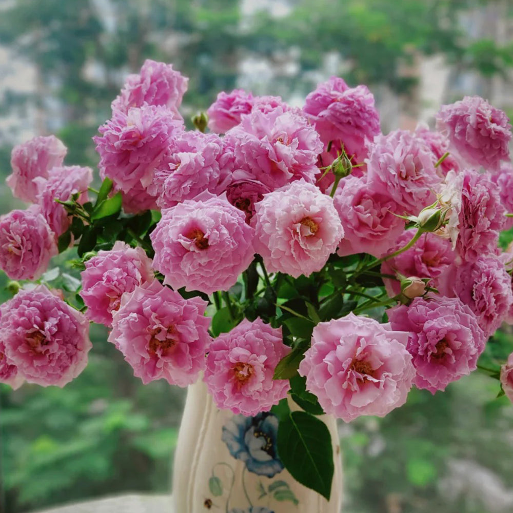 Fancy Ruffle Dutch Florist Climbing Rose – Highgarden Roses