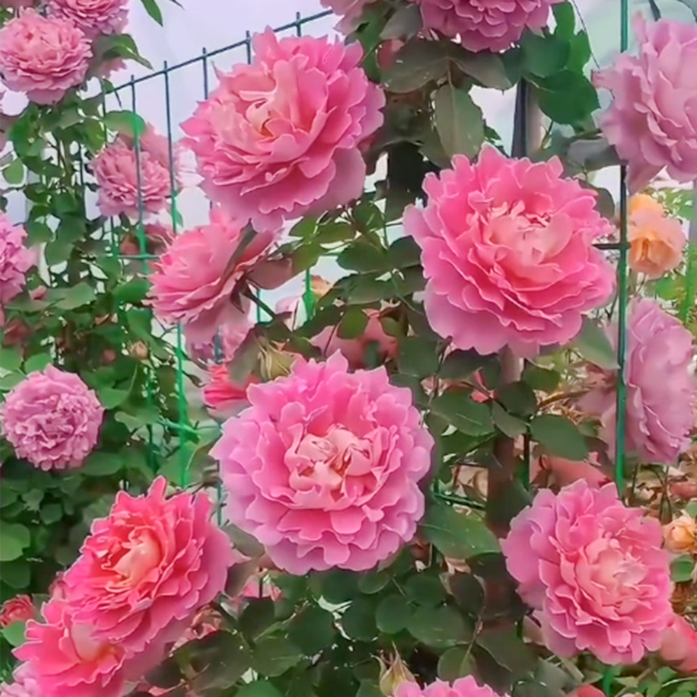 Fancy Ruffle Netherlands Florist Climbing Rose