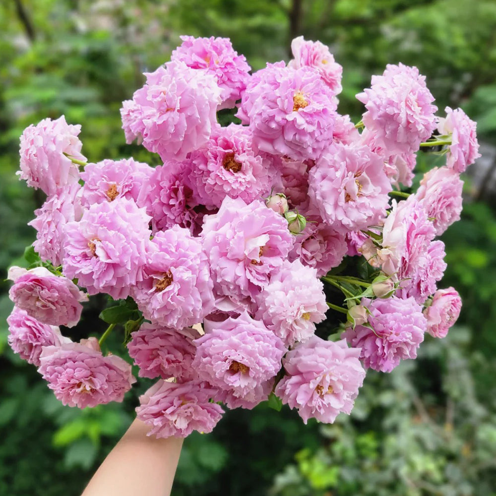 Fancy Ruffle Netherlands Florist Climbing Rose