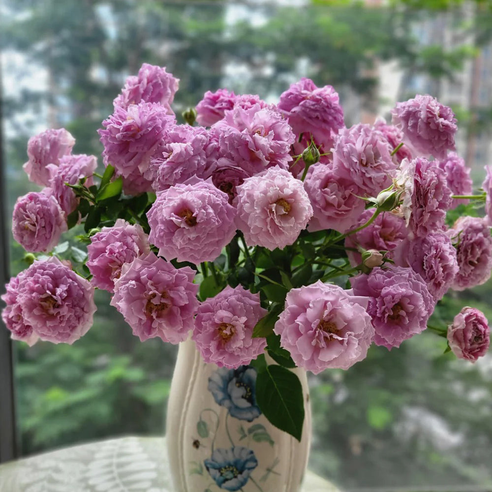 Fancy Ruffle Netherlands Florist Climbing Rose